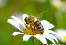 pszczolka-faktydlazdrowia-pl