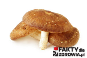 shiitake-faktydlazdrowia-pl