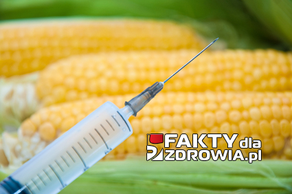 Sweet corn, genetic engineering