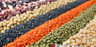 Gotowana fasola czy kiełki fasoli – co lepsze w walce z rakiem i dla zdrowia mózgu? fasola